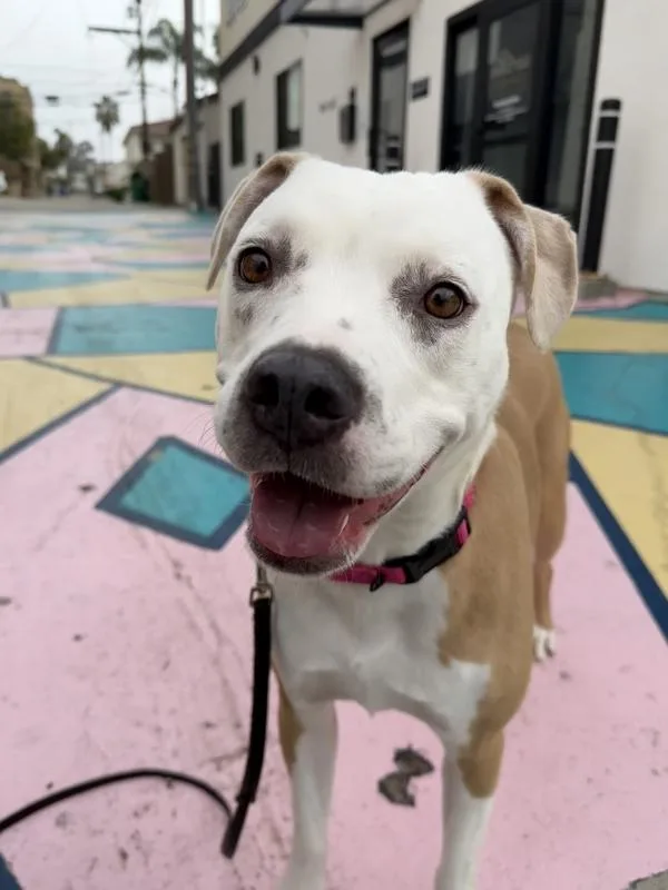 Rhaenyra thumbnail 5