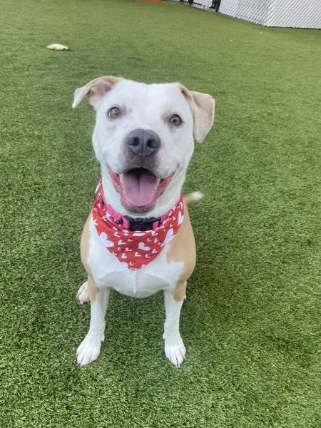 Rhaenyra thumbnail 6