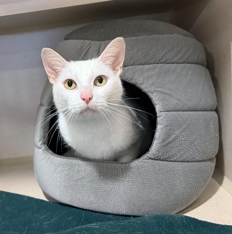 An adult large-sized male White Domestic Short Hair cat named Umberto for adoption in San Clemente, CA