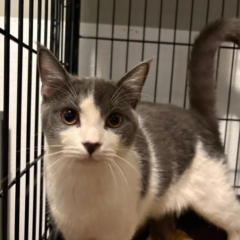 William Catner thumbnail 2