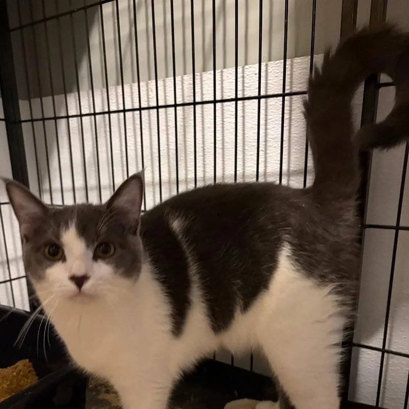 William Catner thumbnail 3