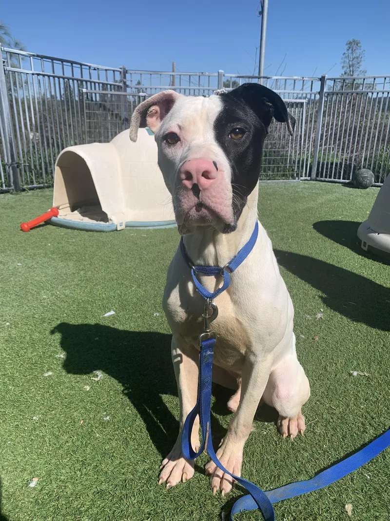 Wishbone thumbnail 2