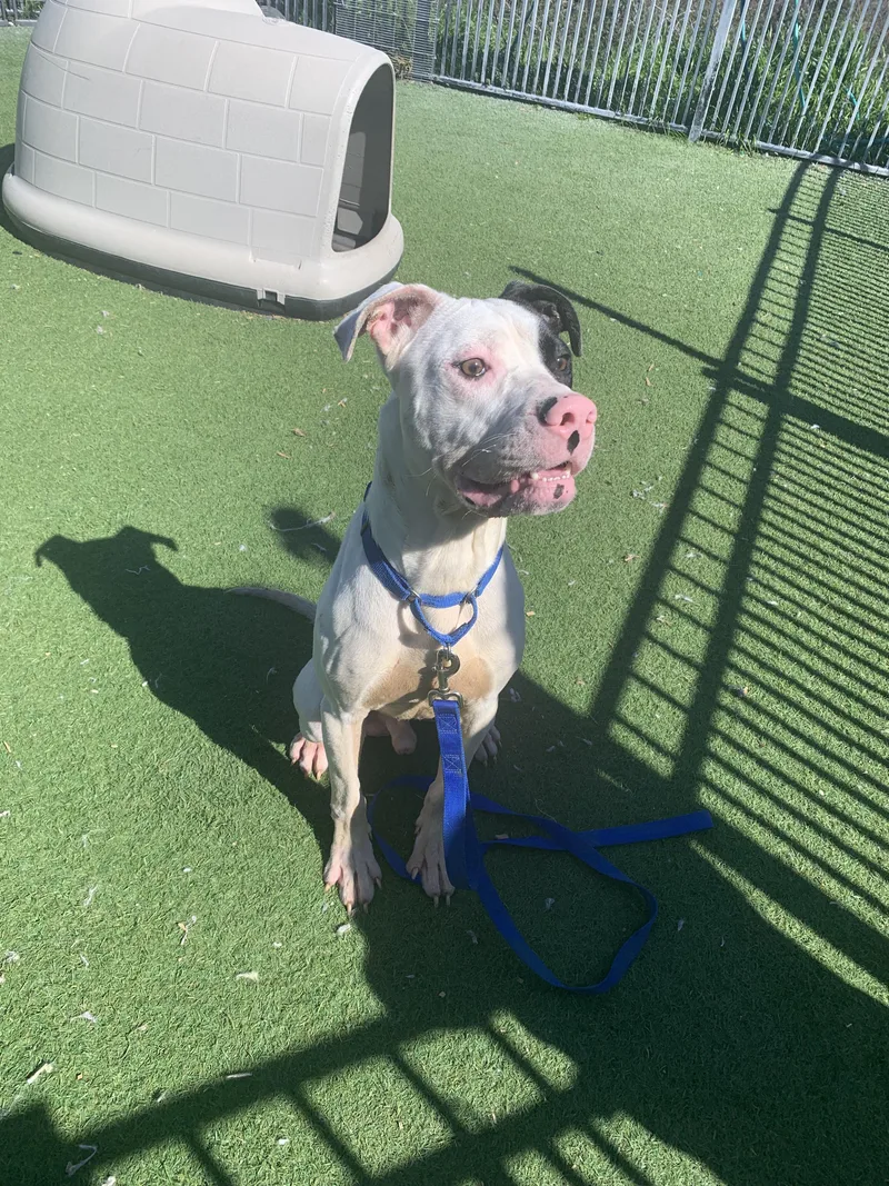 Wishbone thumbnail 3