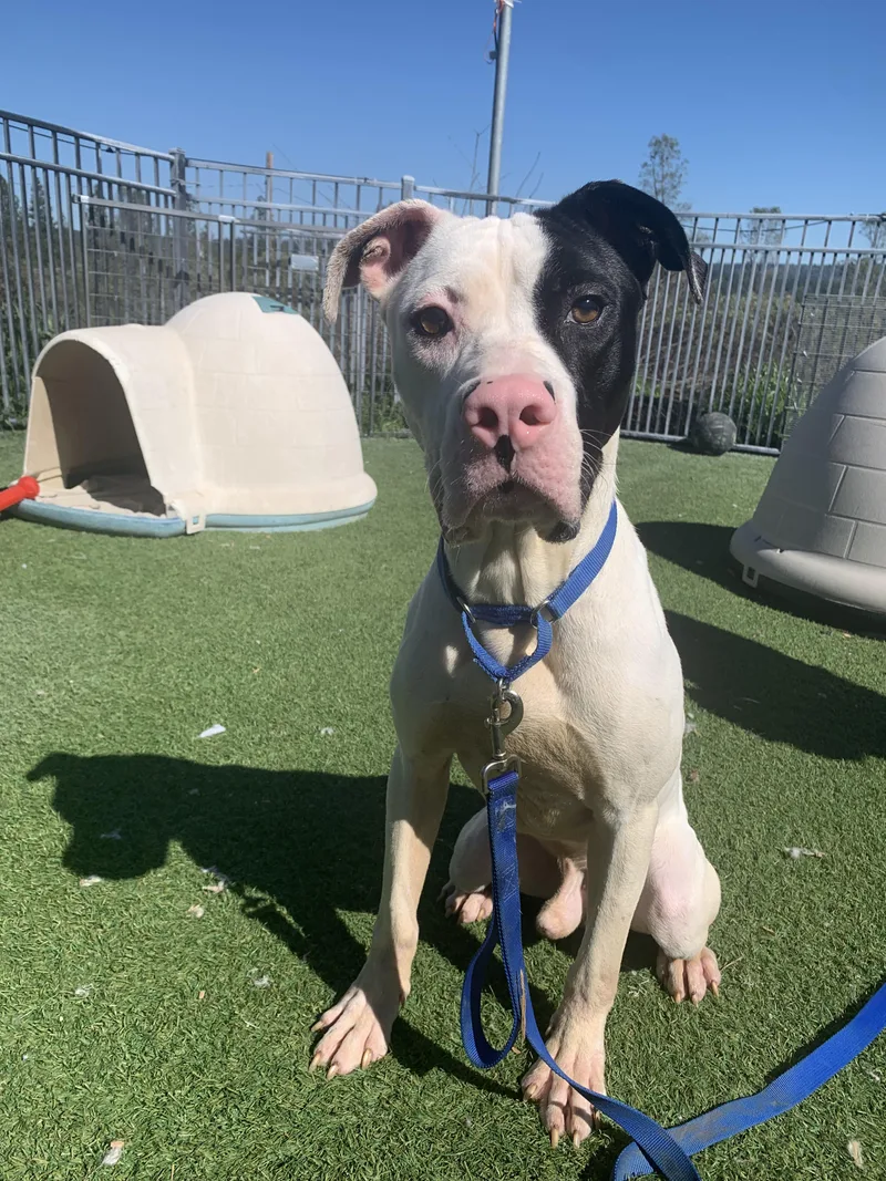 Wishbone thumbnail 4