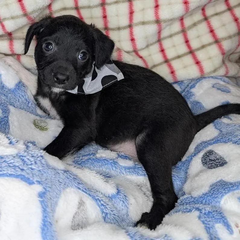 Woodsboro thumbnail 2