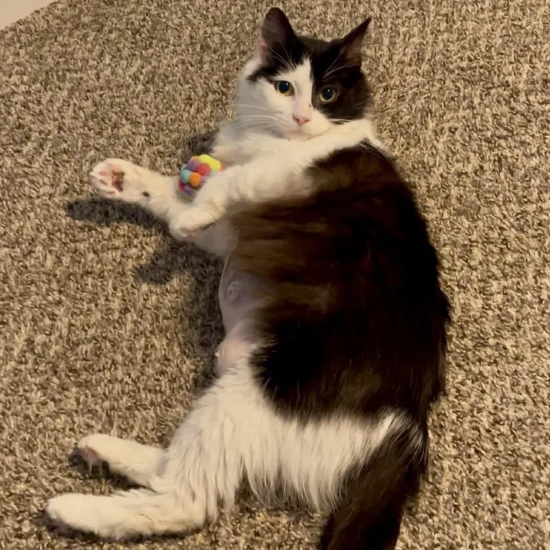 Tiramisu thumbnail 2