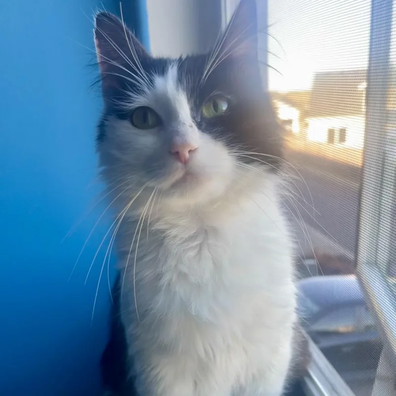 Tiramisu thumbnail 3