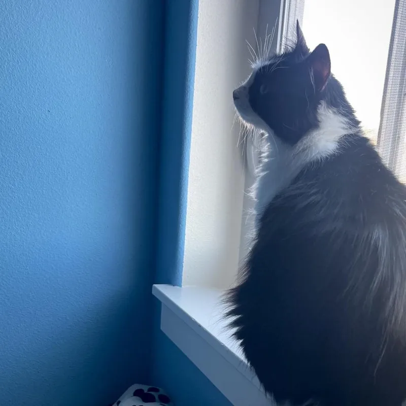 Tiramisu thumbnail 4