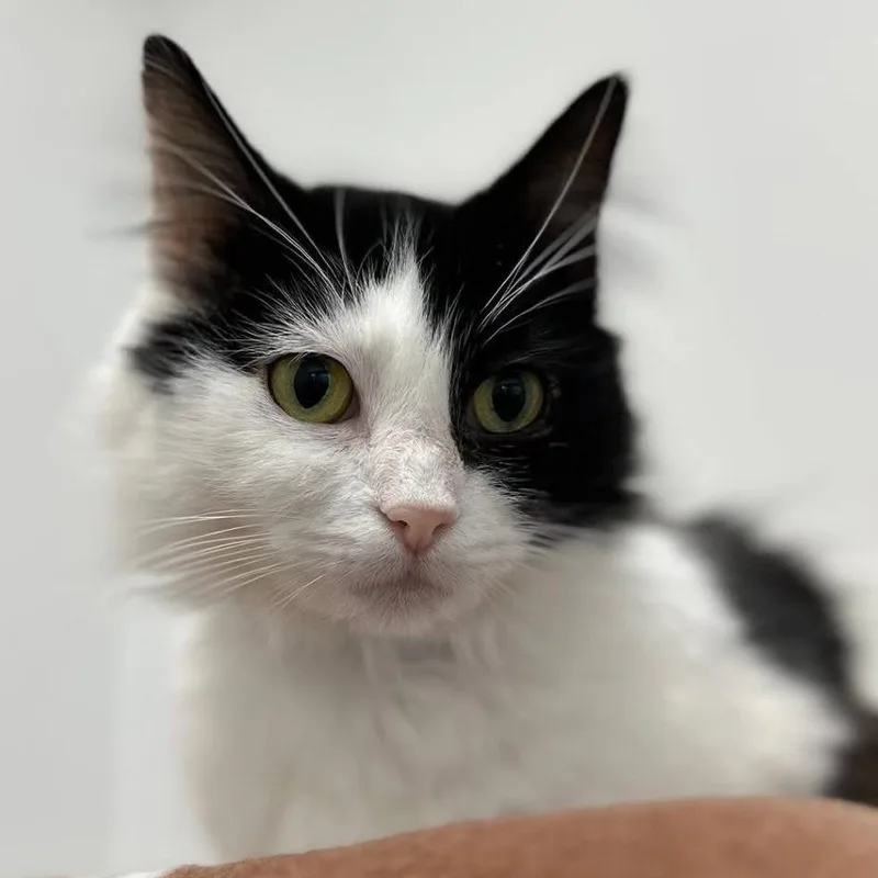 Tiramisu thumbnail 5