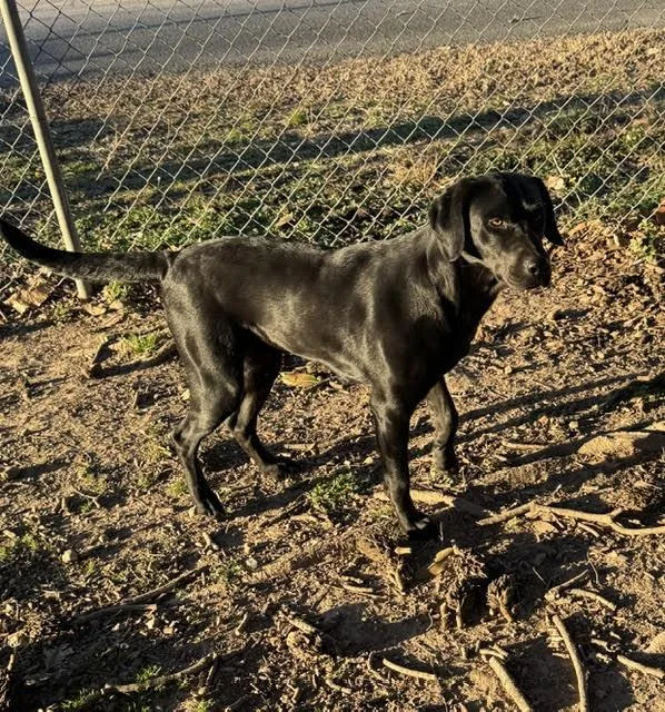 Clementine Local thumbnail 2