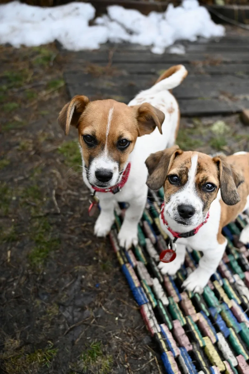 Clemson Football Local