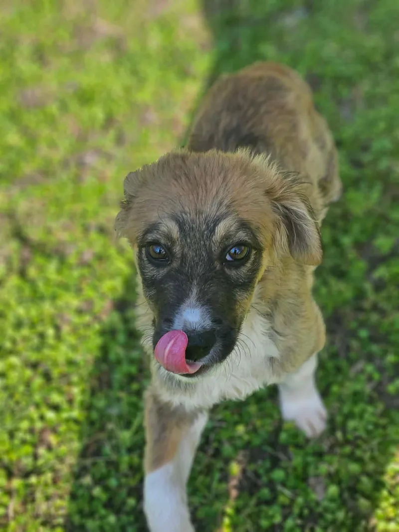 Bear Theo Local thumbnail 2