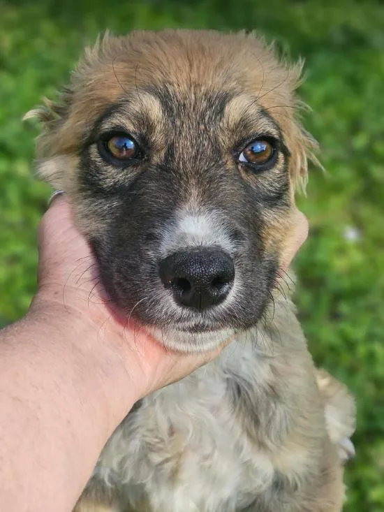 Bear Theo Local thumbnail 3