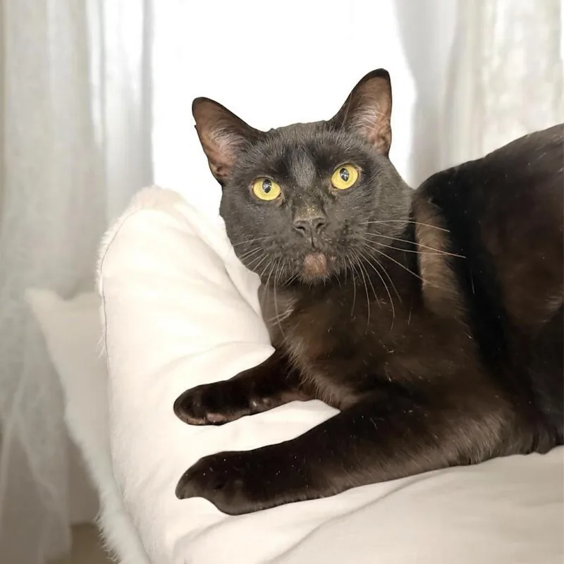 Crinkles thumbnail 2