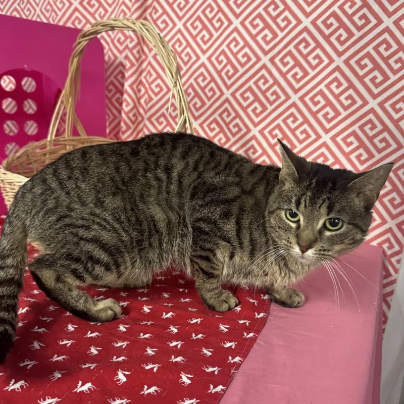 Cloud Phoenix thumbnail 2