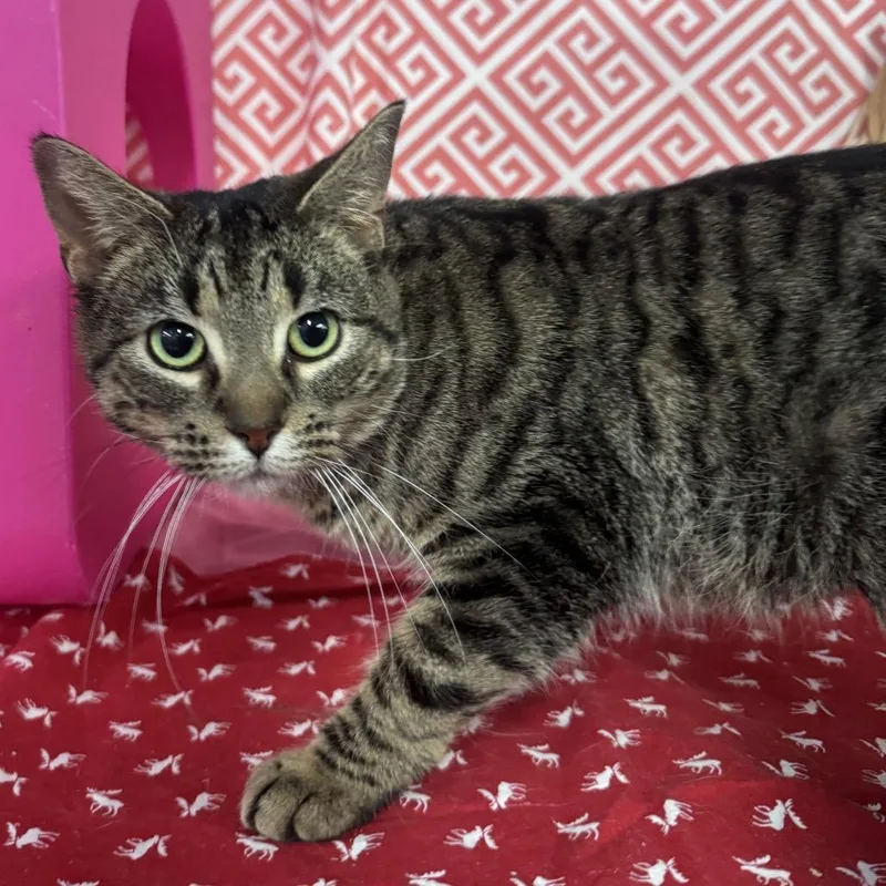 Cloud Phoenix thumbnail 3