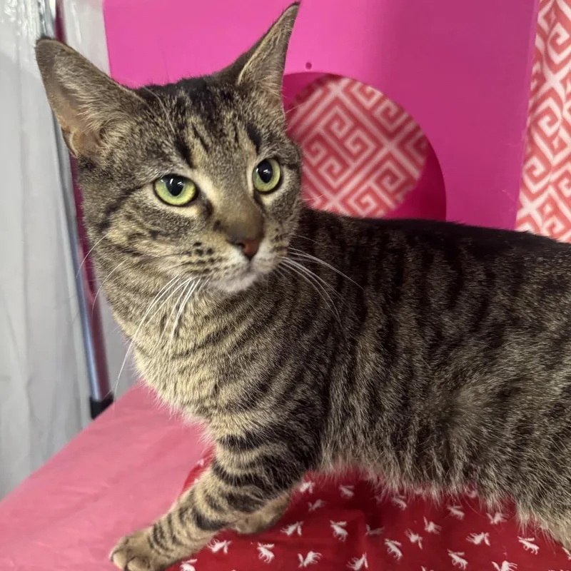 Cloud Phoenix thumbnail 4