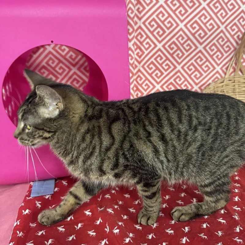 Cloud Phoenix thumbnail 5