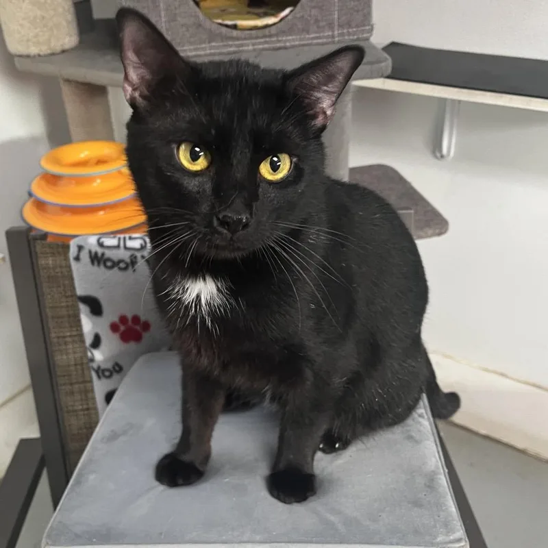 Oreo Cookie thumbnail 2