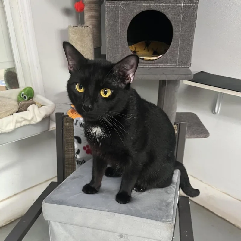 Oreo Cookie thumbnail 3