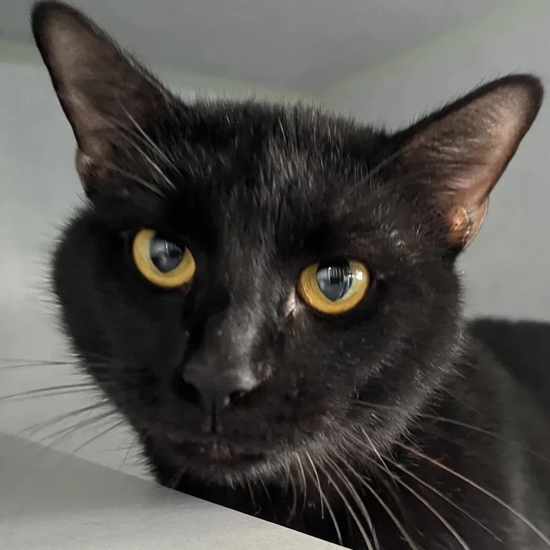 Oreo Cookie thumbnail 4