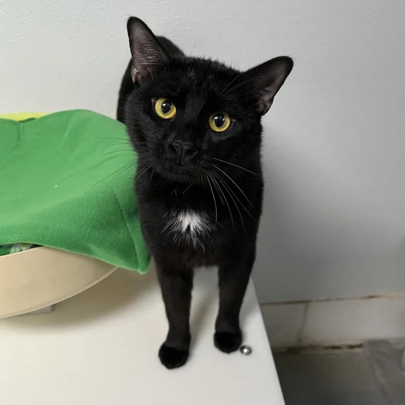 Oreo Cookie thumbnail 5