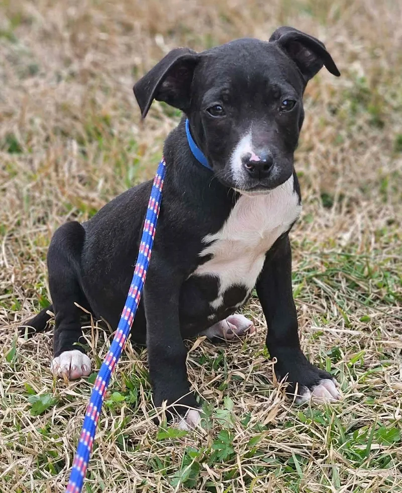 Orison Calligrace Local thumbnail 2