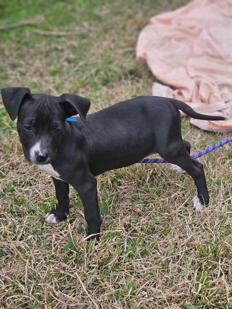 Orison Calligrace Local thumbnail 3