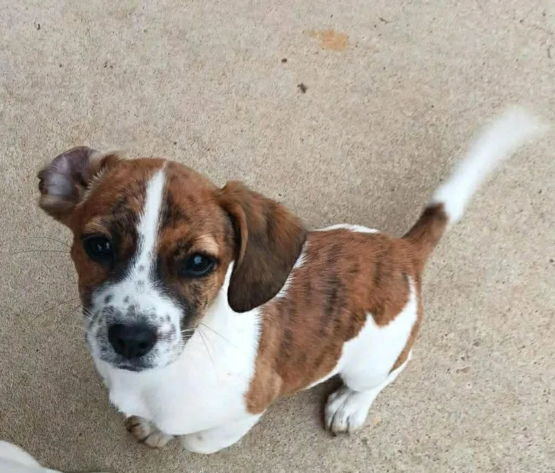 Tiger Football Local