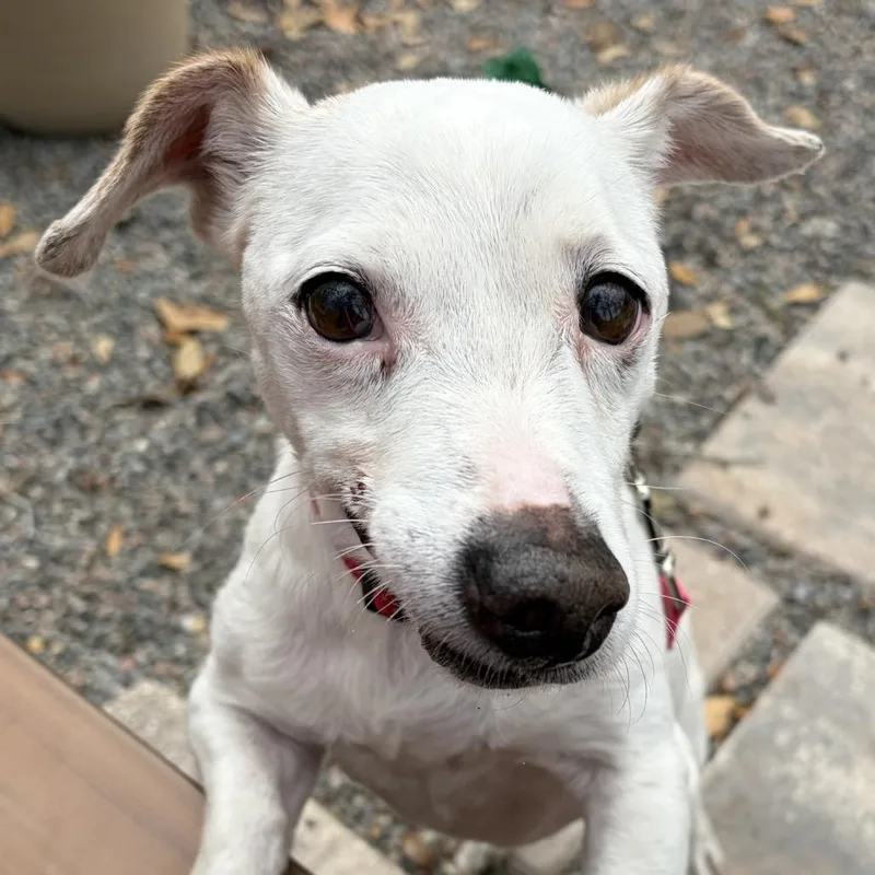 Rockwell thumbnail 2