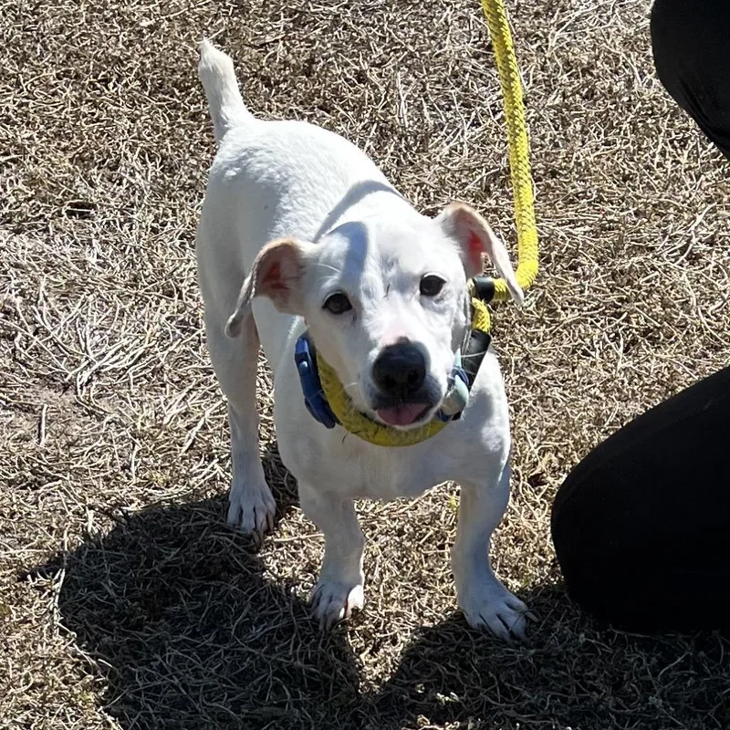 Rockwell thumbnail 3