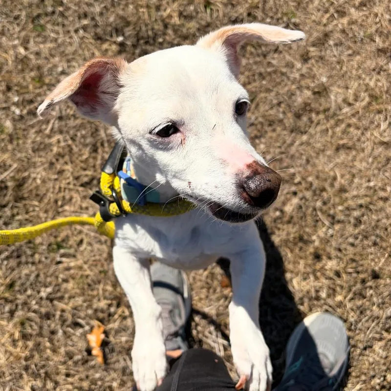 Rockwell thumbnail 4