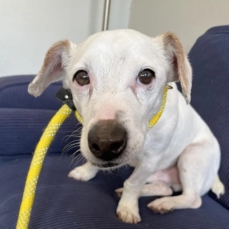 Rockwell thumbnail 5