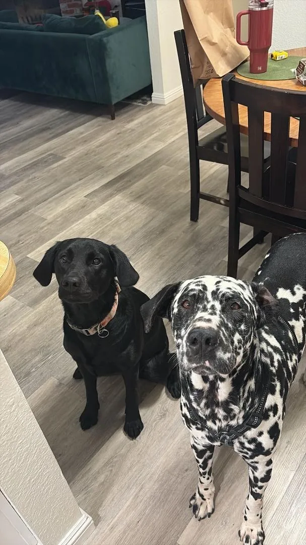 Hagridbakersfield  Ca thumbnail 3