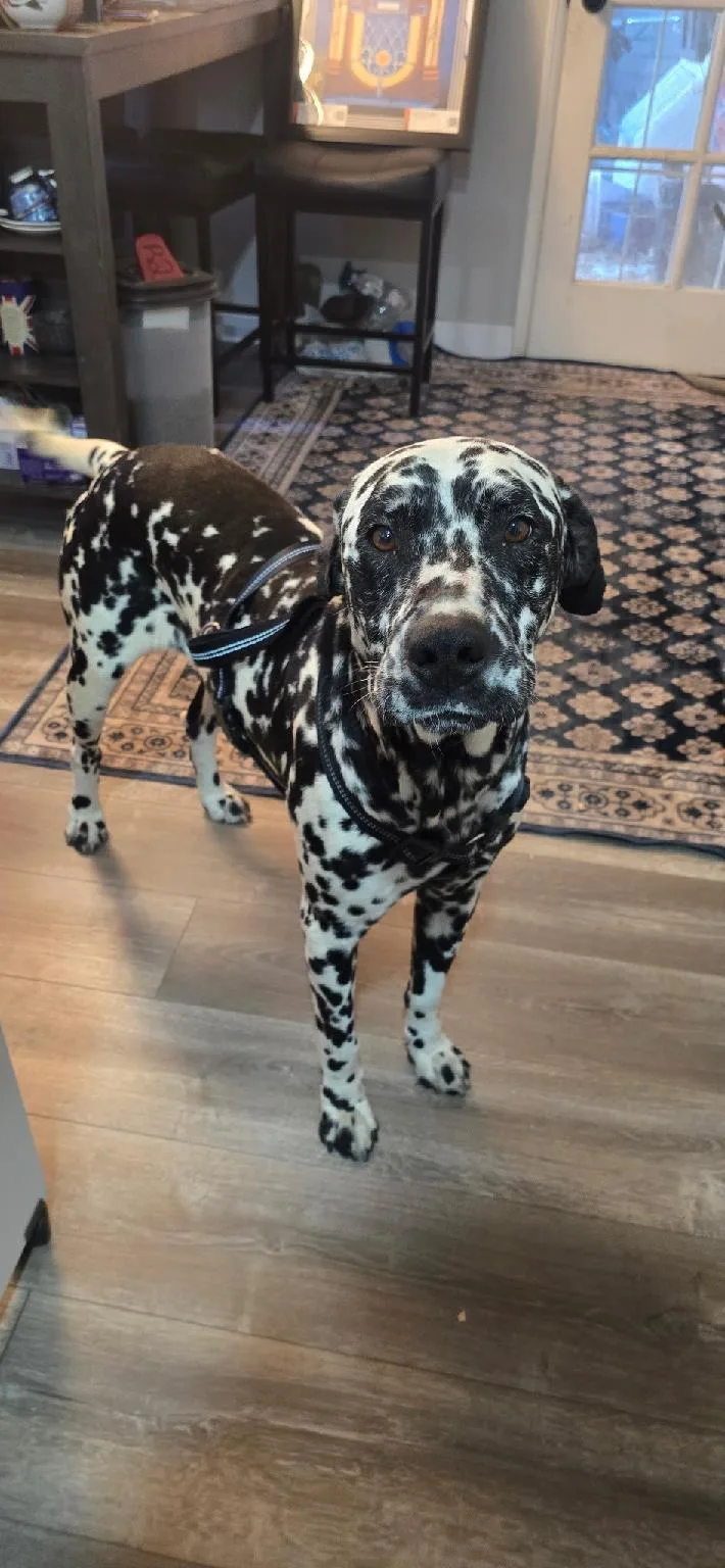 Hagridbakersfield  Ca thumbnail 4