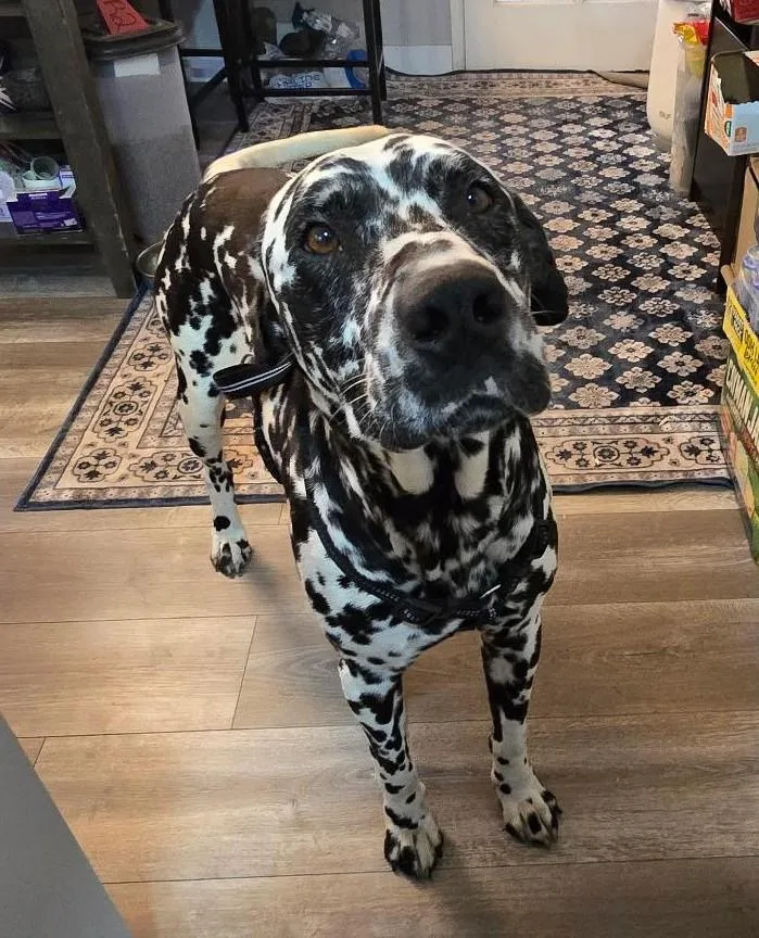 Hagridbakersfield  Ca thumbnail 5