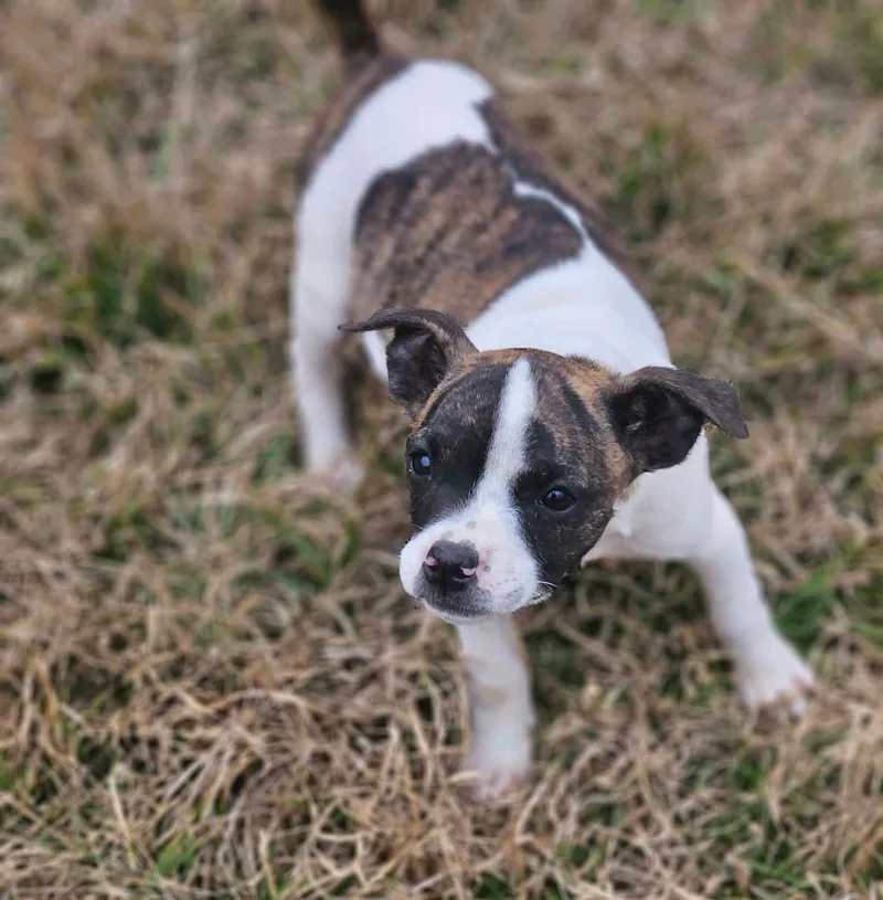 Divinity Calligrace Local thumbnail 2