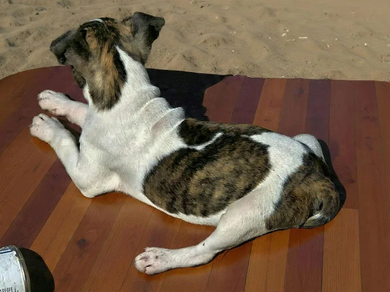 Divinity Calligrace Local thumbnail 3