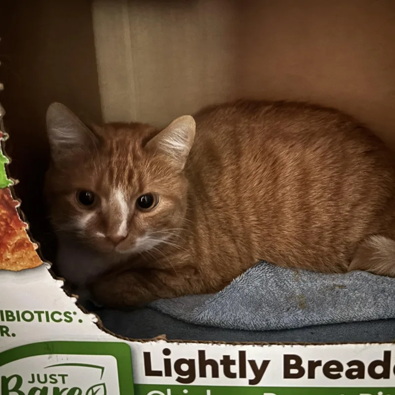 Creamsicle thumbnail 2