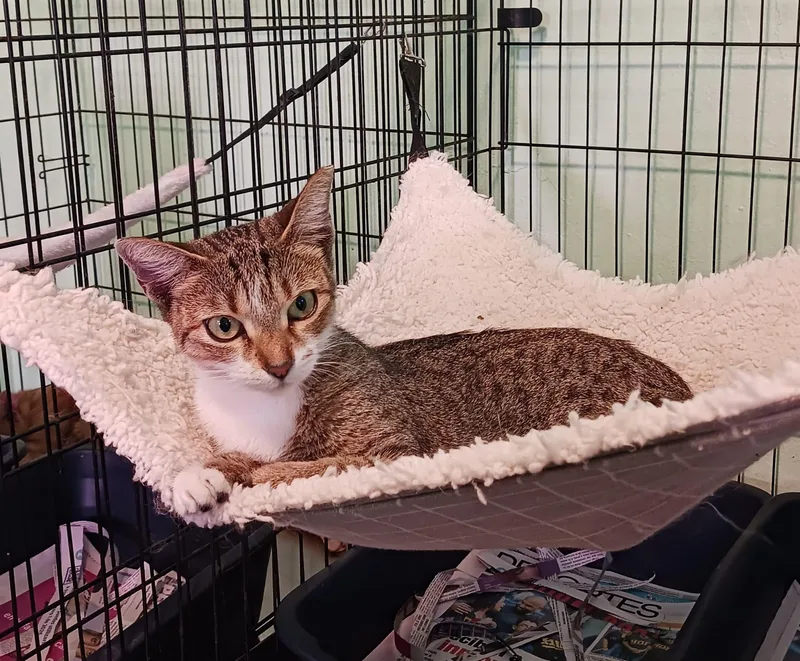 A young medium-sized female Tabby (Brown / Chocolate) Domestic Short Hair cat named Sarm for adoption in San Juan, PR