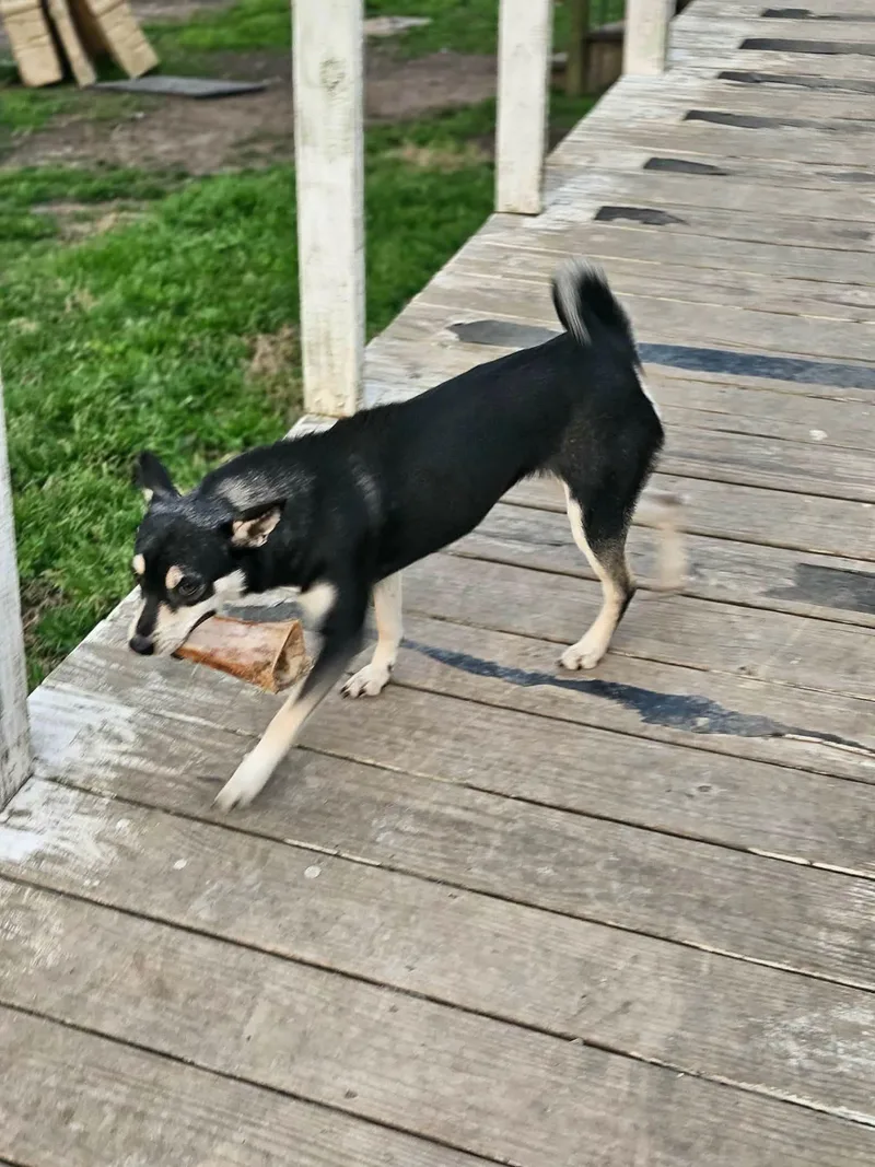 Sheba Shiba thumbnail 2