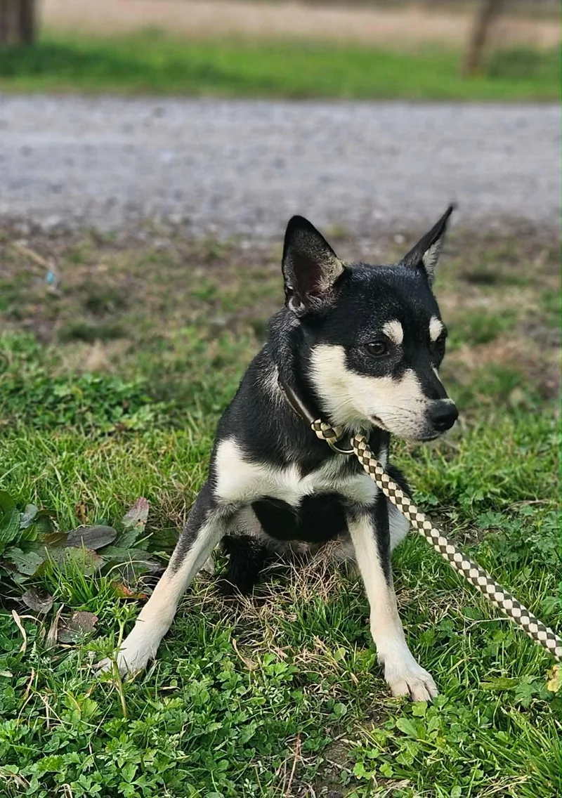 Sheba Shiba thumbnail 3