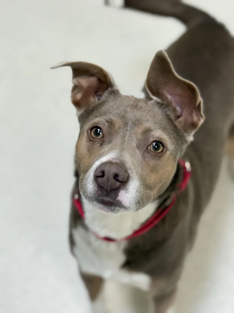 Shortstack thumbnail 2