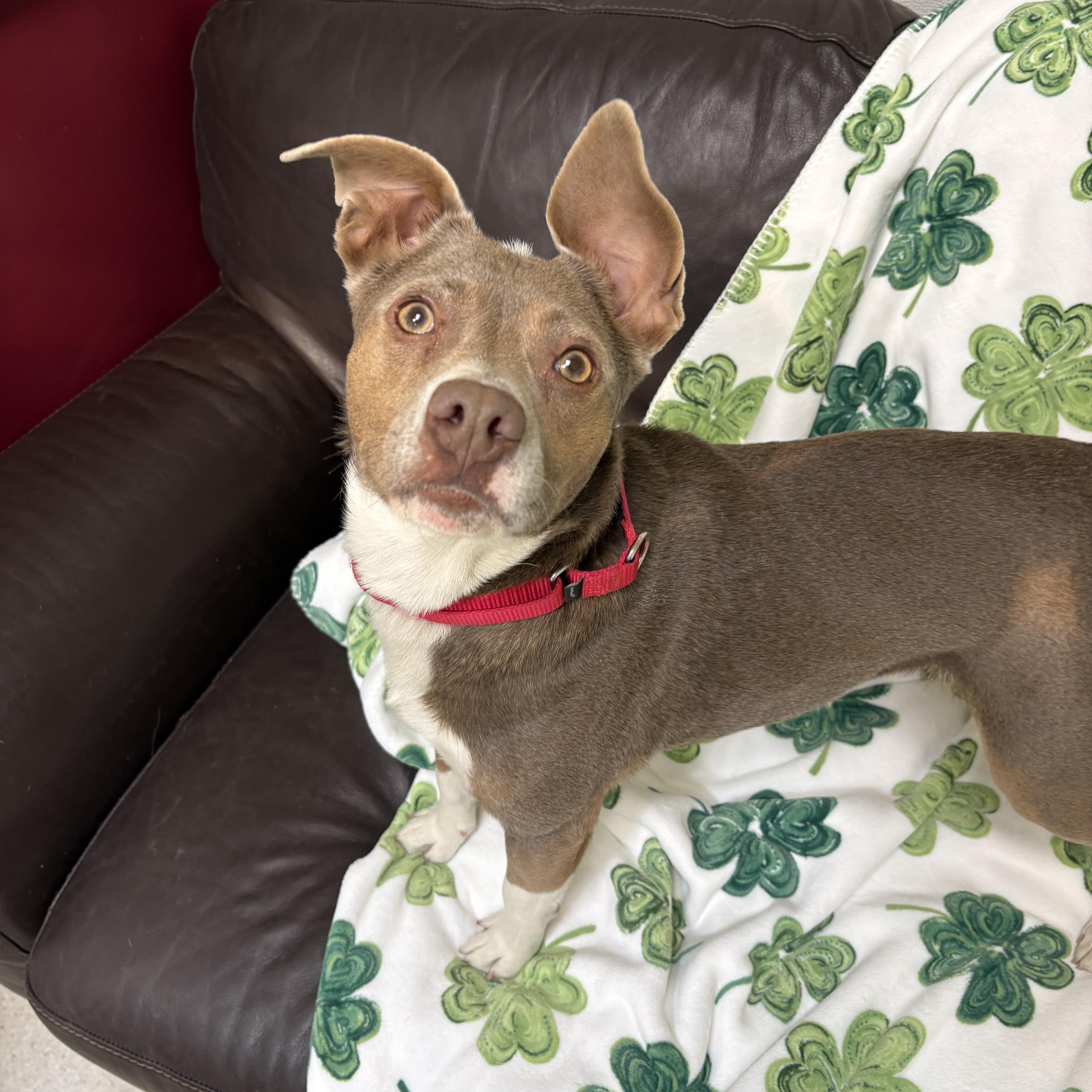 Shortstack thumbnail 3