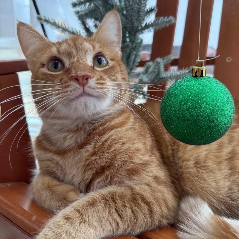 Nacho Mars thumbnail 2