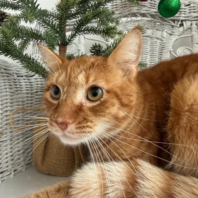 Nacho Mars thumbnail 3