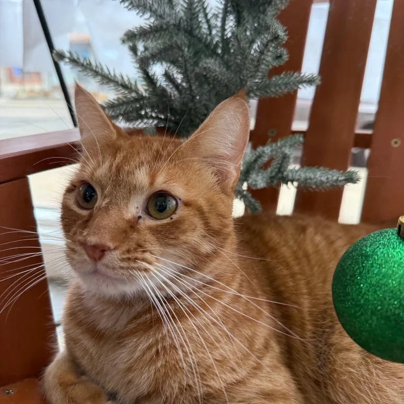 Nacho Mars thumbnail 4