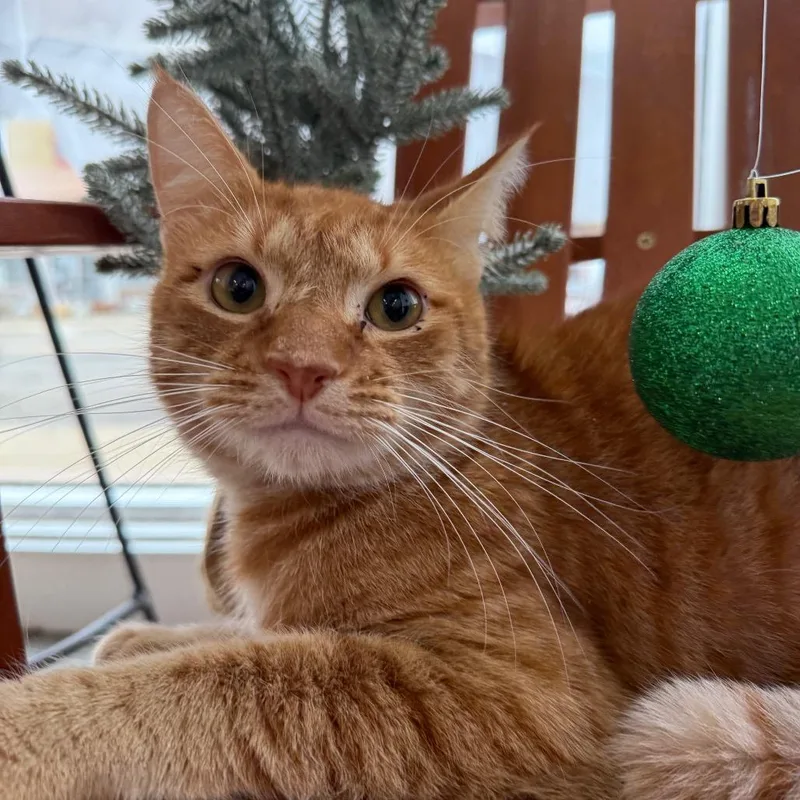 Nacho Mars thumbnail 6