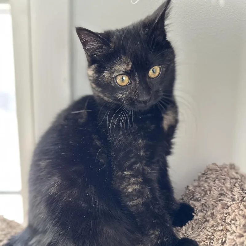 Raspberry Drop thumbnail 3