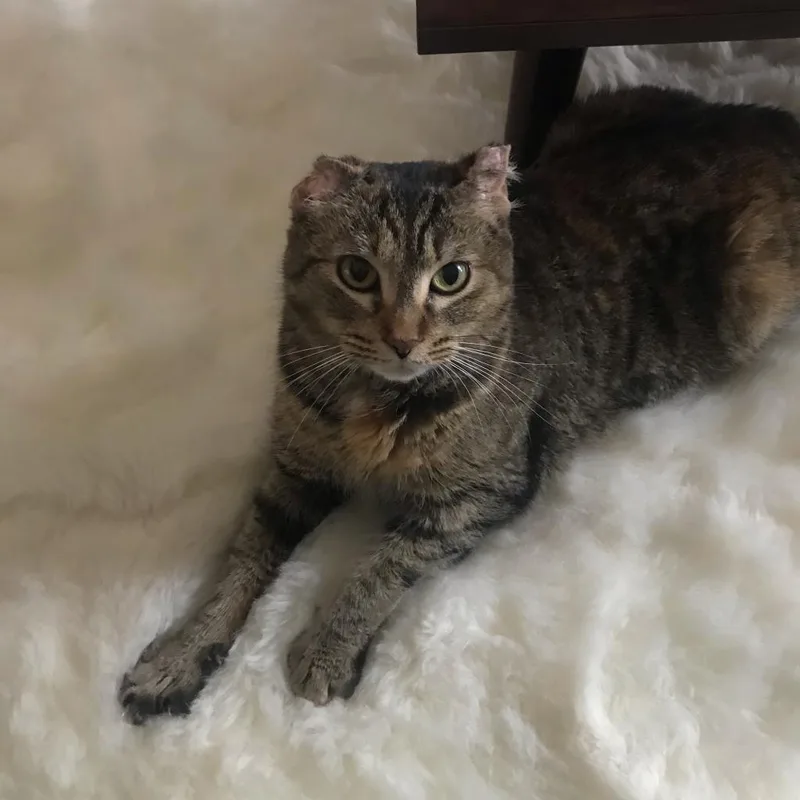 Scrunchy Tigger thumbnail 2